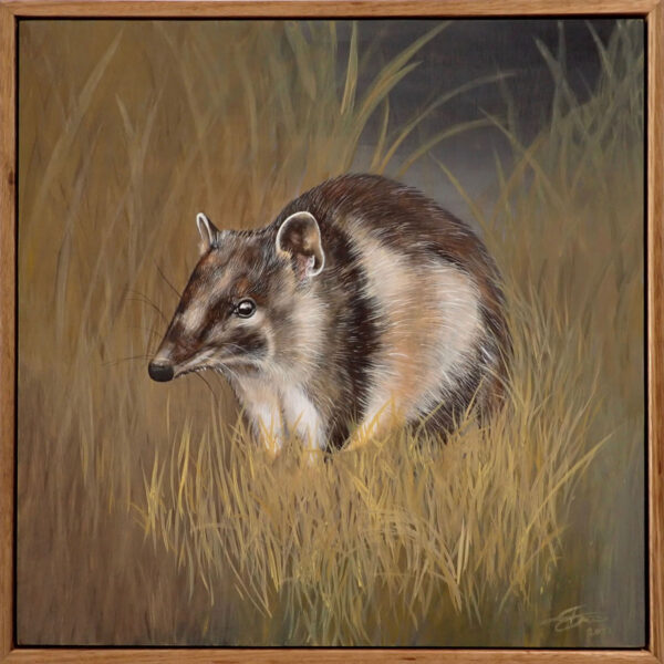 Southern Brown Bandicoot