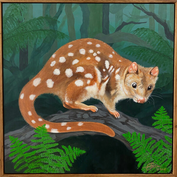 Tiger Quoll