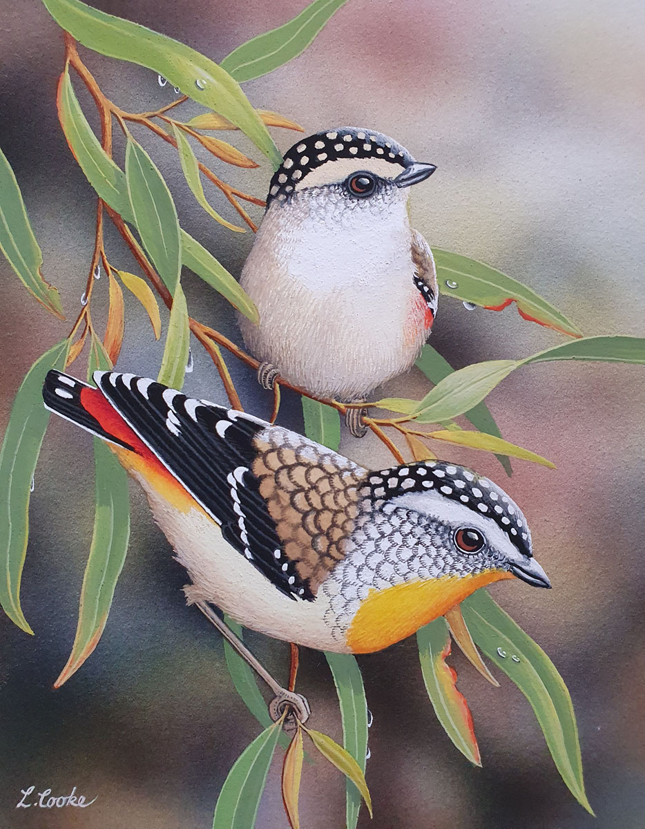 Spotted Pardalotes SOLD!!