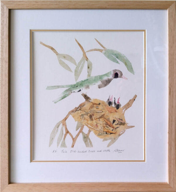 Male Olive - backed Oriole