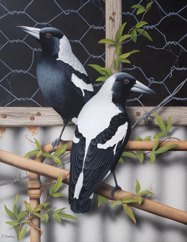 Magpies