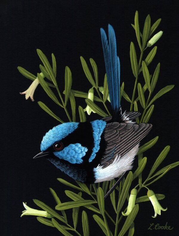 Superb Blue Wren
