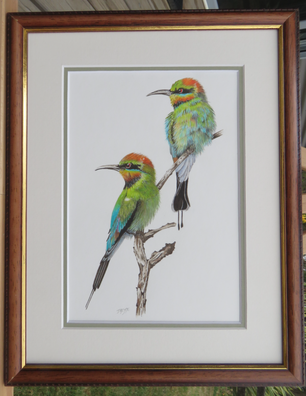 Rainbow Bee Eaters