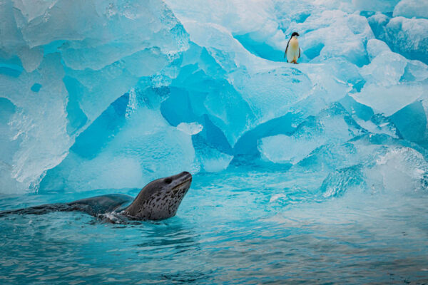 Leopard Seal stalking Penguin