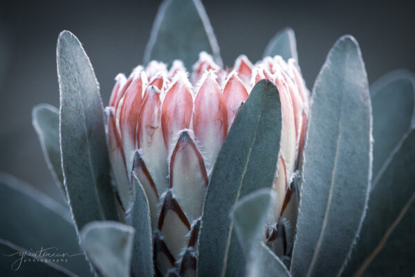 Protea Bloom