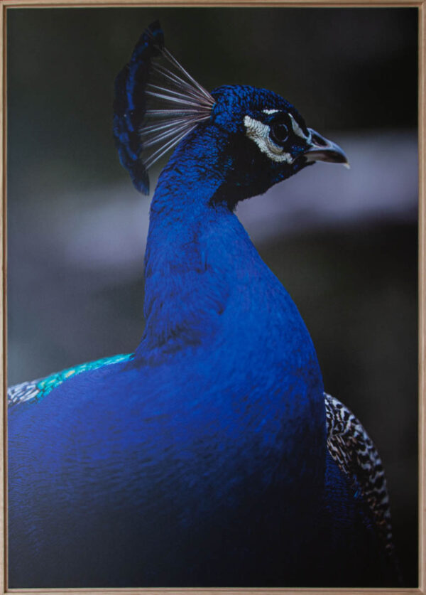 Peacock Stance
