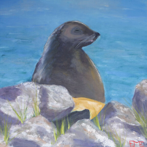 Resident seal of Apollo Bay Harbour