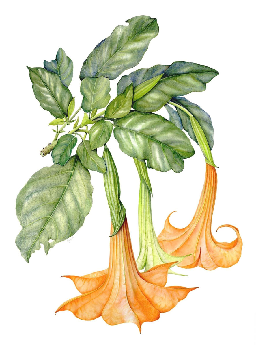 Brugmansia aurea
